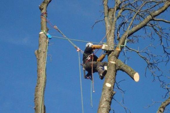 Professionnel pour l'abattage et l'élagage d'arbre à Pontcharra